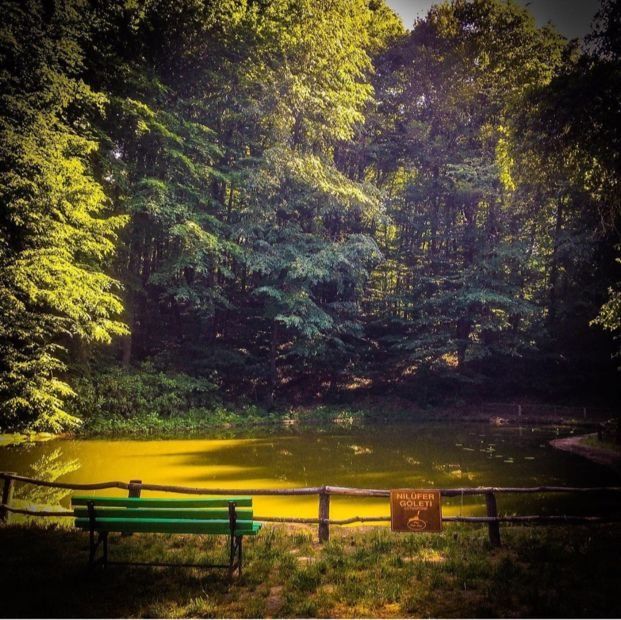 To the forest. photo 4